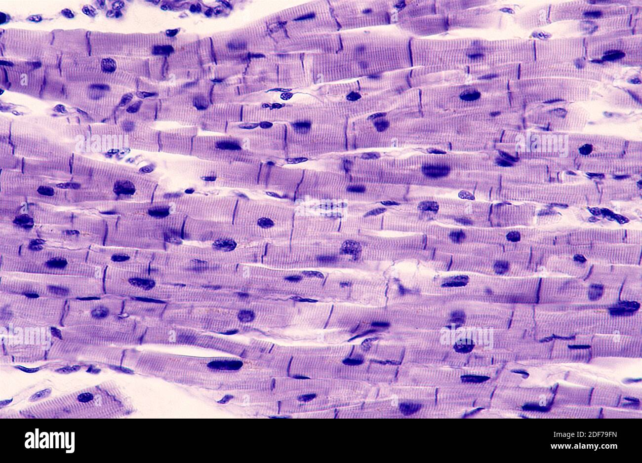 Cellule Musculaire